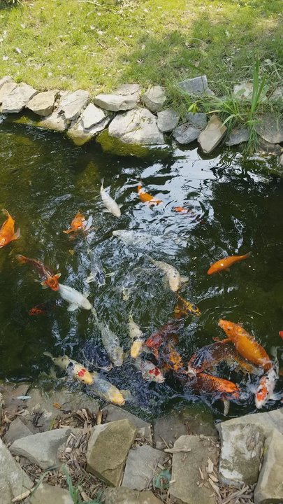 ZooMontana - Feeding koi - Zoos Near Me - Billings, Montana