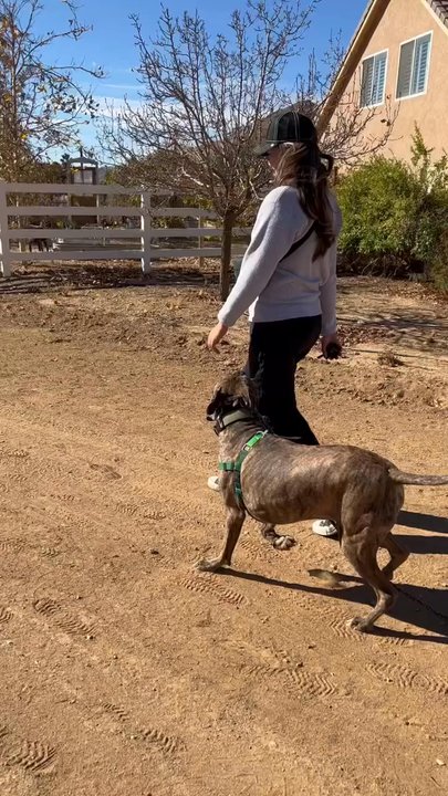 K9 Intuition Dog Training - Pet Training Near Me - Acton, California
