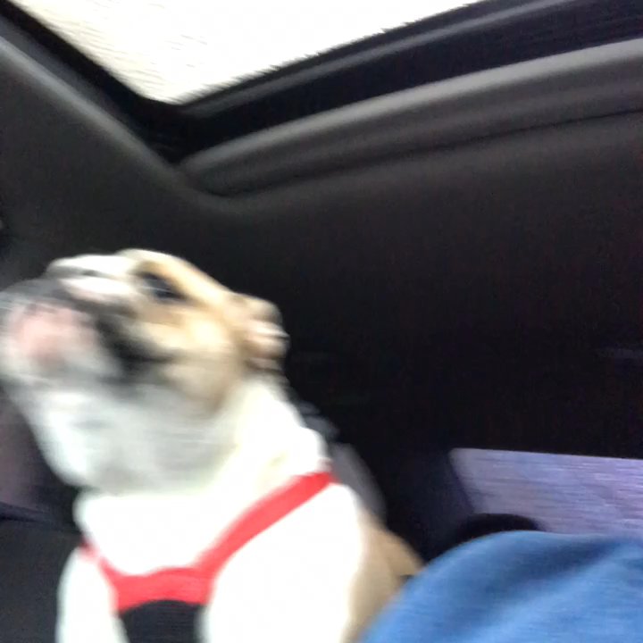 Citibulldogs - Talking to daddy - Pet Services Near Me