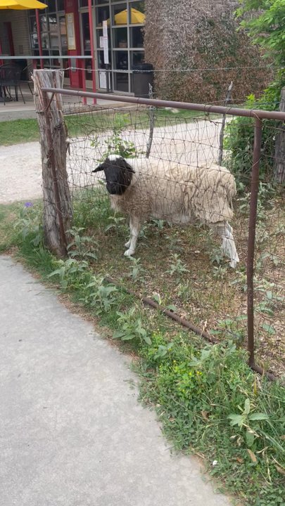 High's Cafe & Store - I made a friend just outside the restaurant. I didn't eat him. - Sandwiches Near Me - Comfort, Texas
