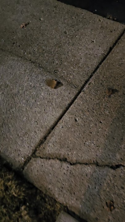 Meadowood Townhomes - Dog waste on the ground in front of the building. - Apartments Near Me - Canton, Michigan