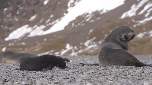 Antarctic fur seals animated gif