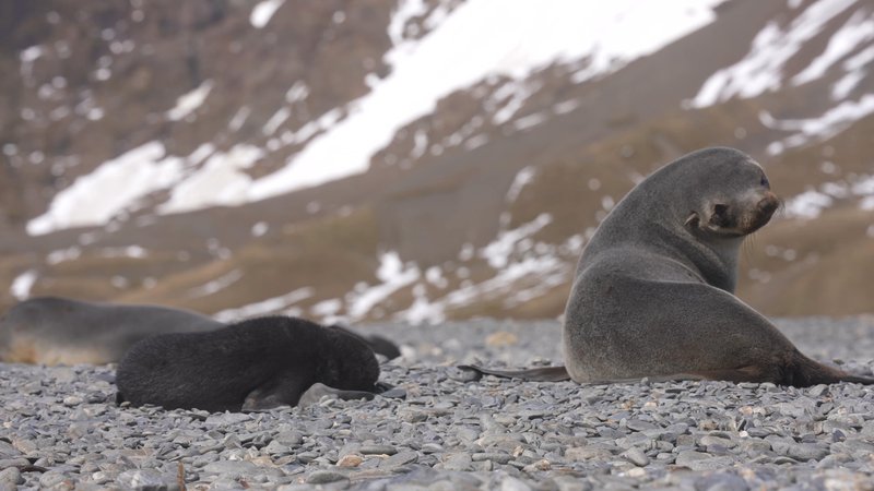 Antarctic fur seals poster