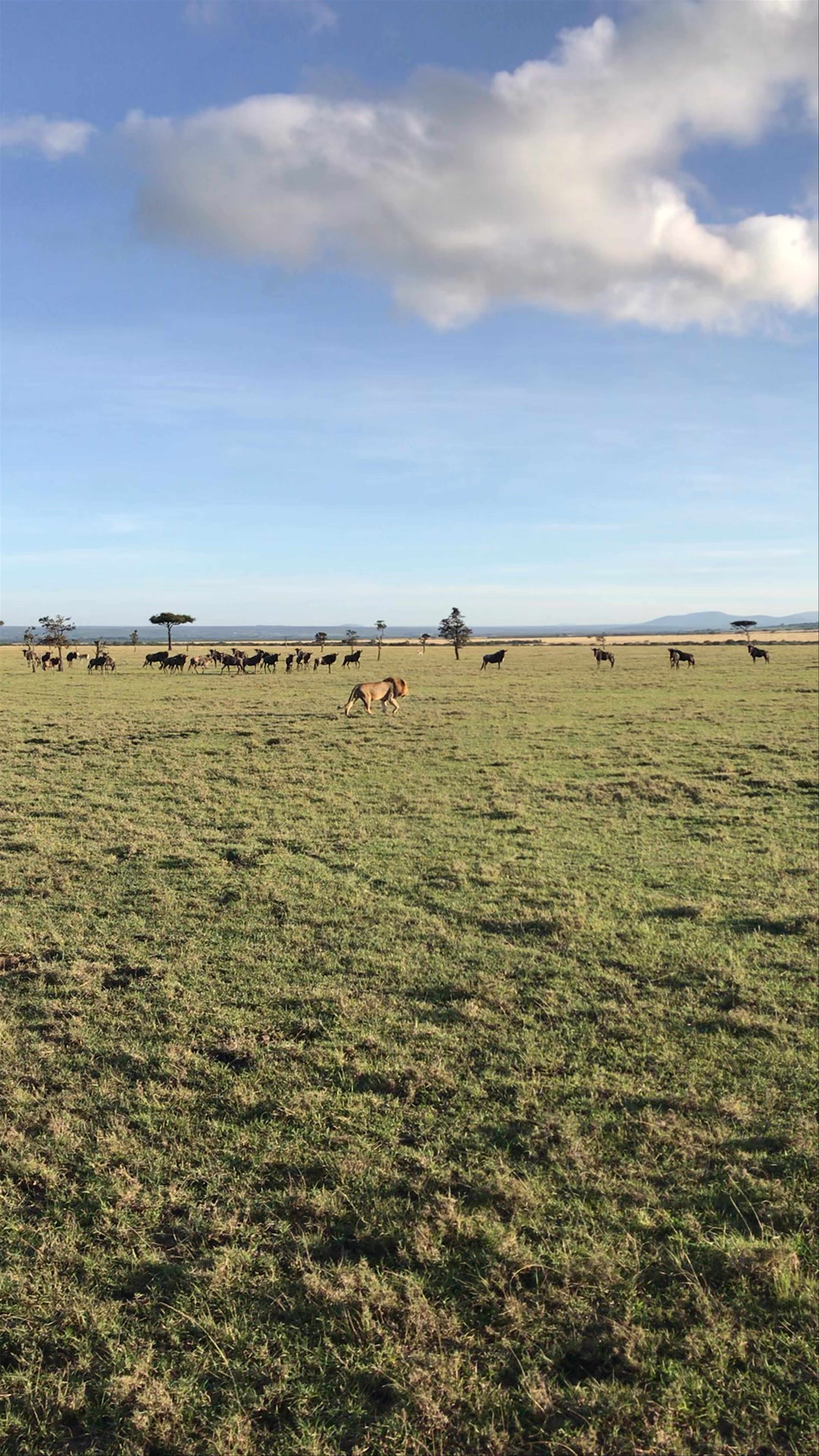 lion tracking in Masai Mara 