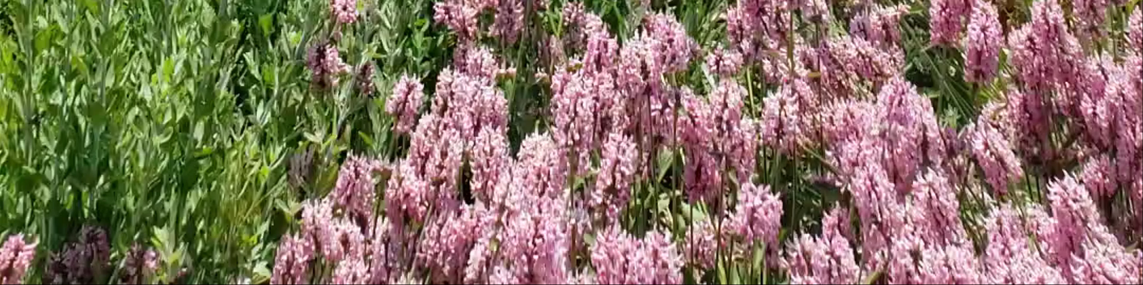 Royal Botanical Gardens