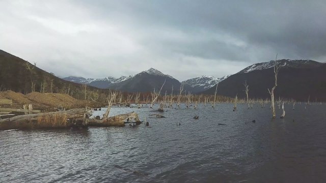 Dead forest in Tierra del Fuego Argentina