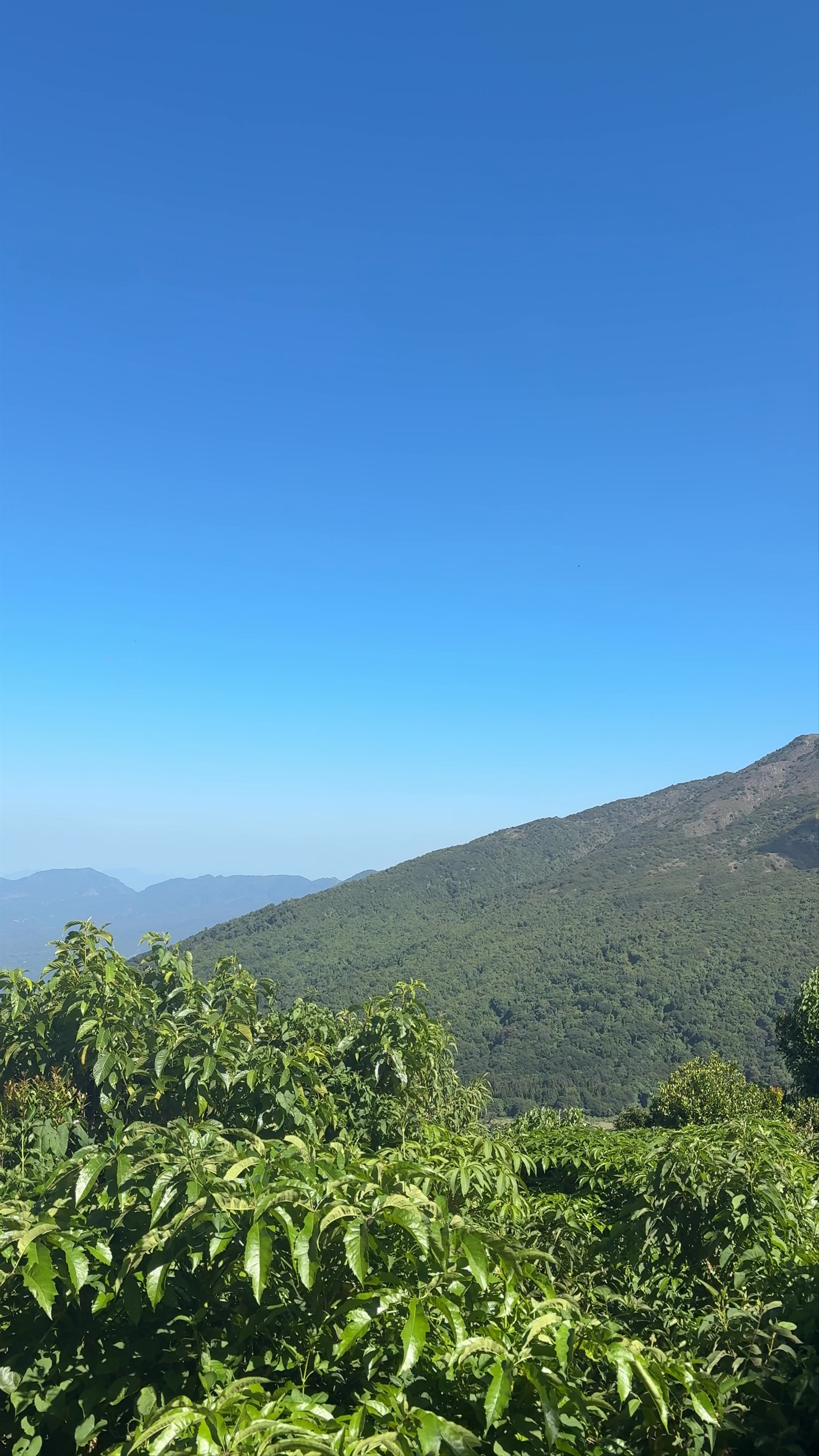 Santa Ana Volcano (tour guide meetup)