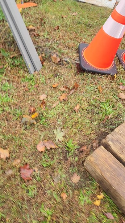 Najera Tree Services - Tree Services Near Me - Dedham, Massachusetts