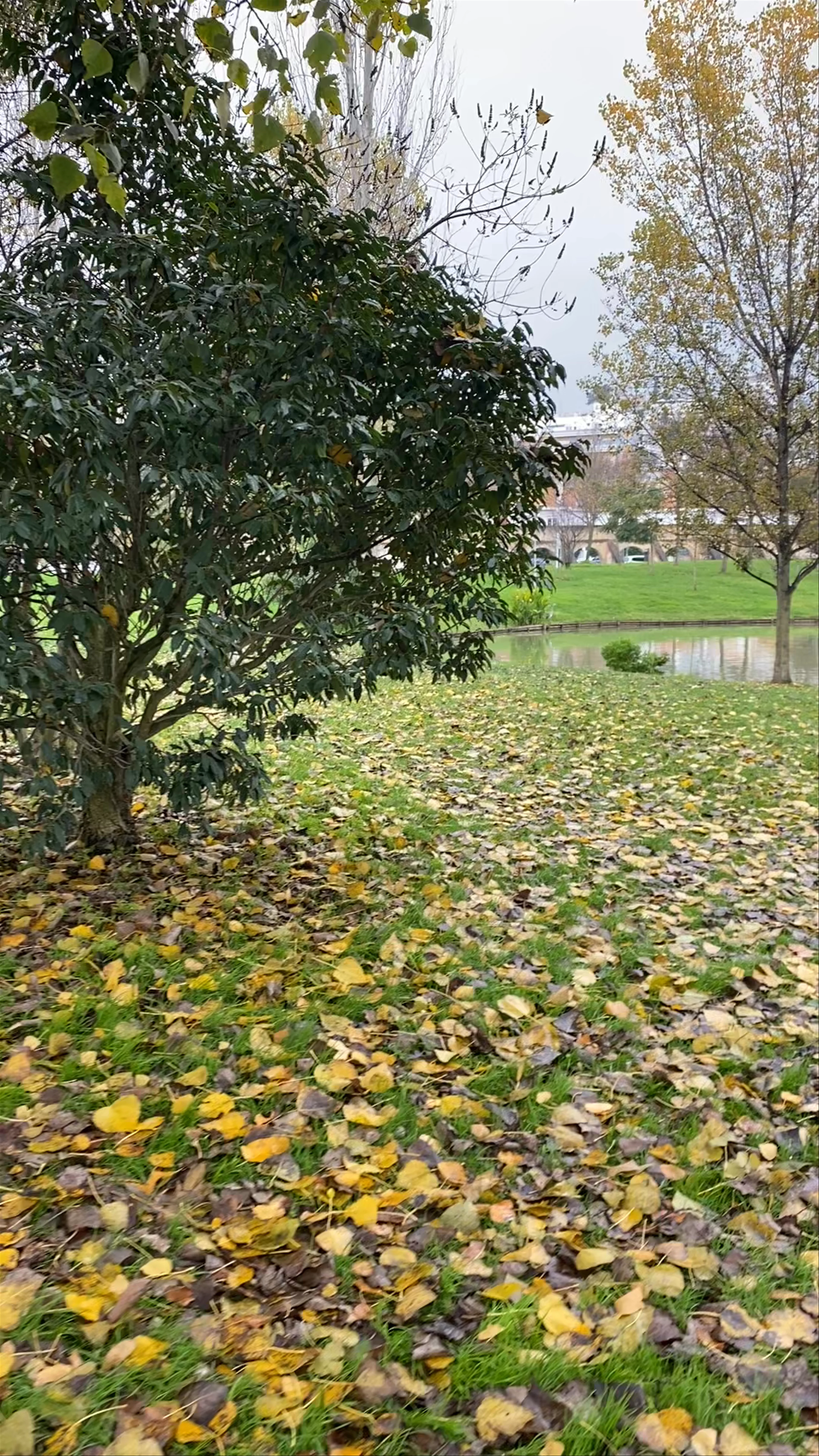 Parque da Algodeia, Rua dos Arcos