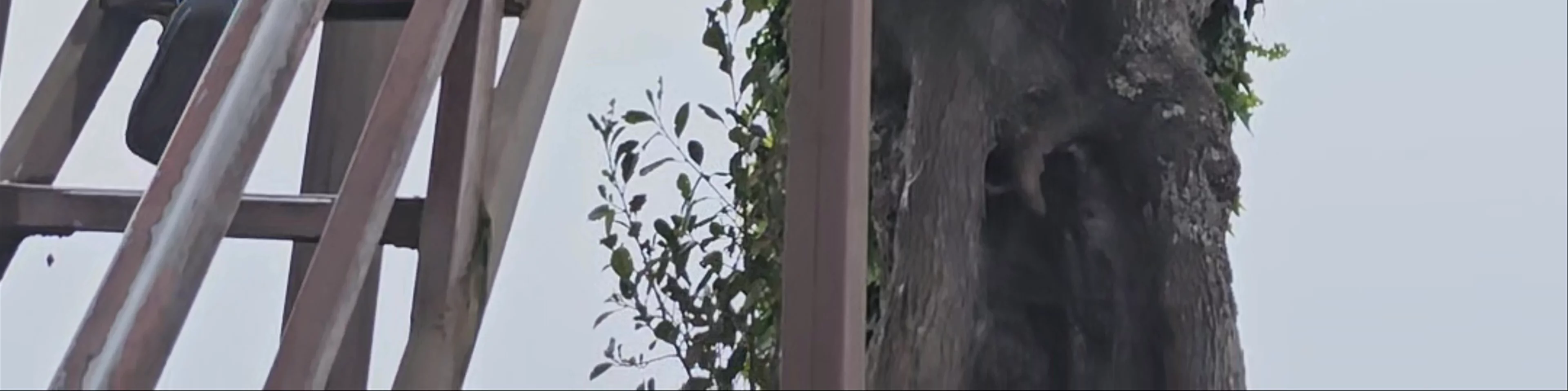 La Casa del Arbol