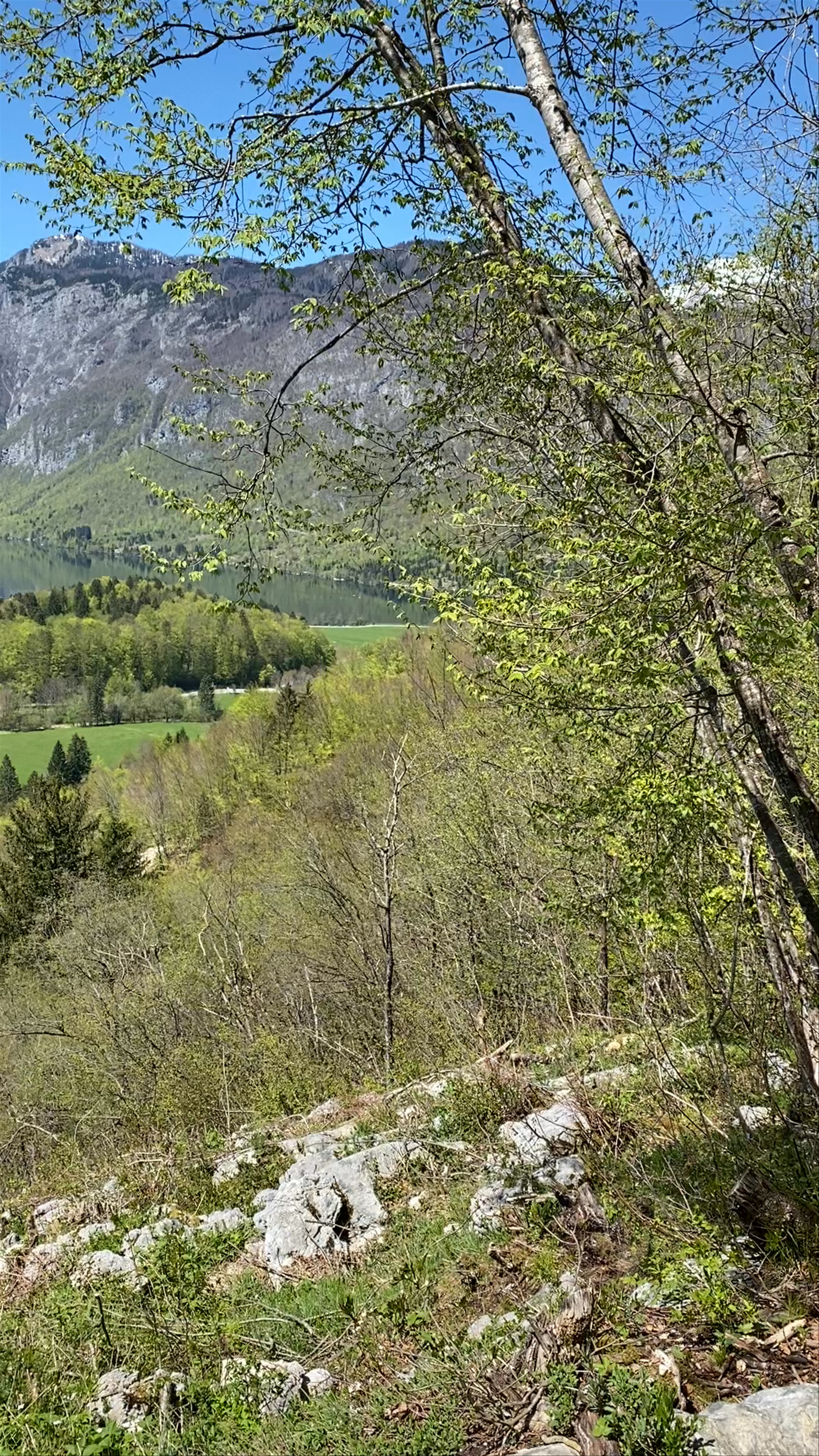 Municipality of Bohinj