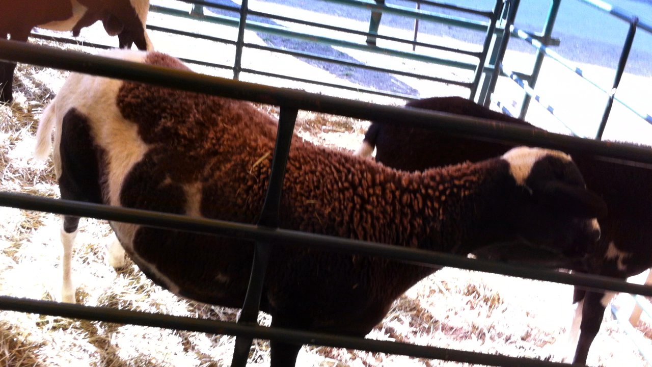 Windsor Fair - Inside the barn - Festivals Near Me - Windsor, Maine