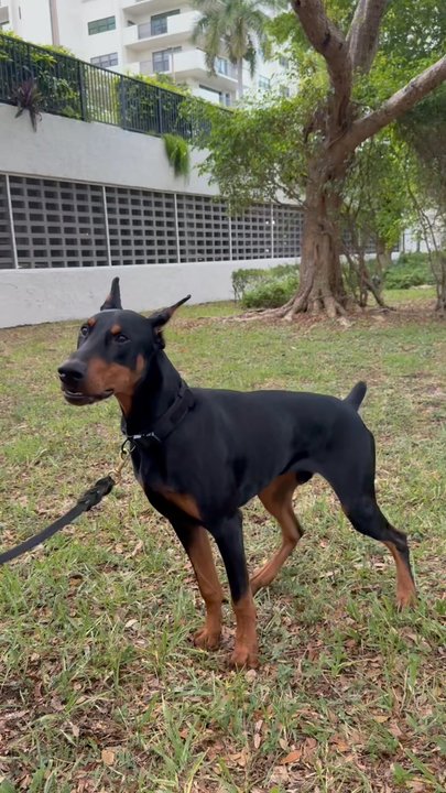 Taser k9 - Pet Boarding Near Me