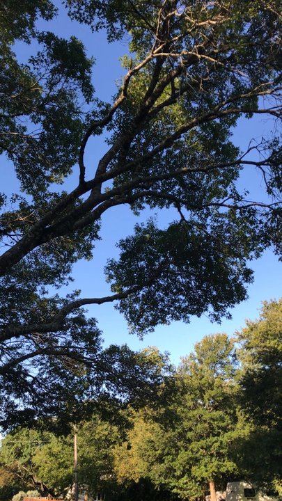 Joe's Tree Care - Harvey relief, saved our tree! - Tree Services Near Me - Austin, Texas