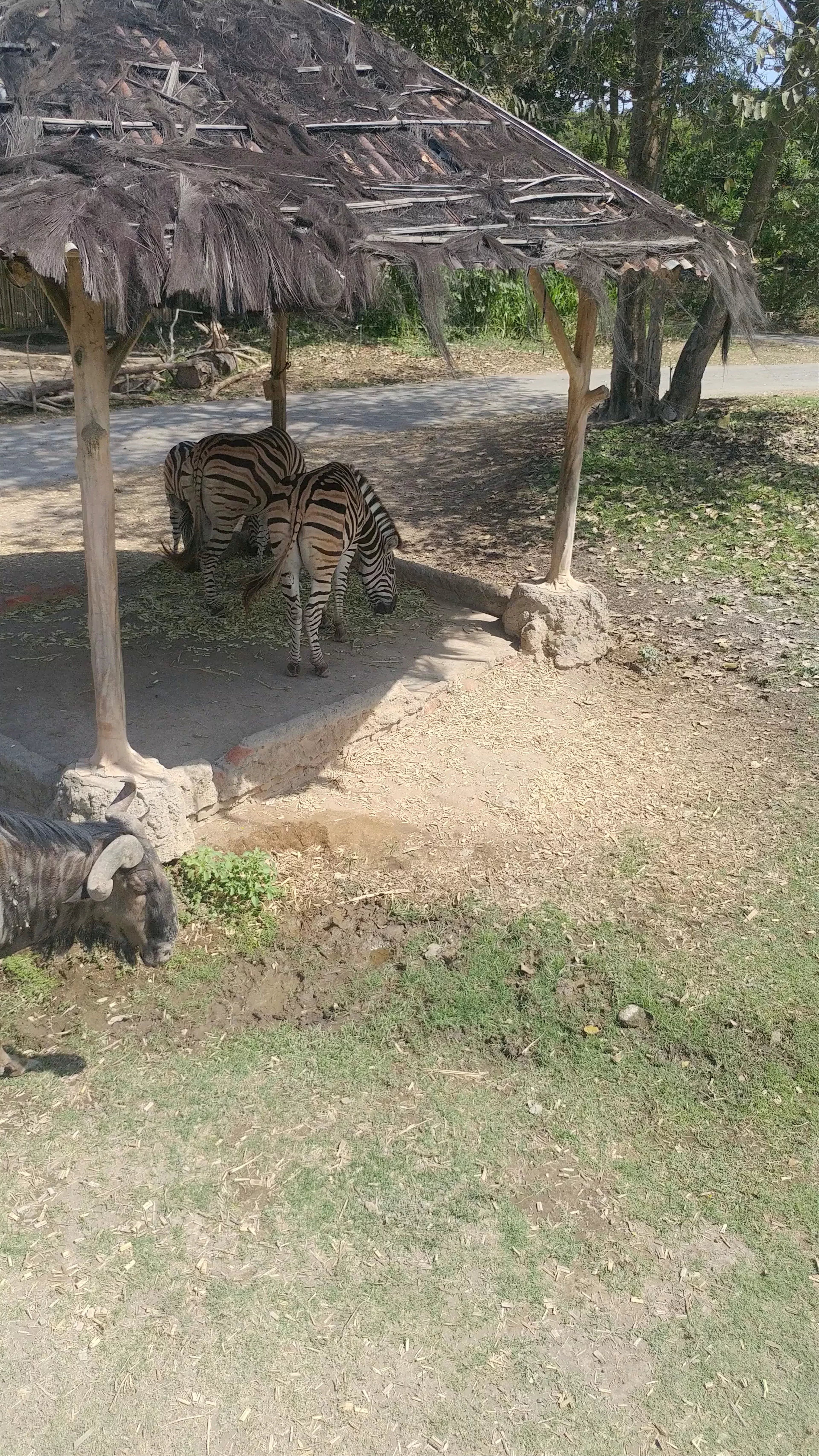 Bali Safari and Marine Park