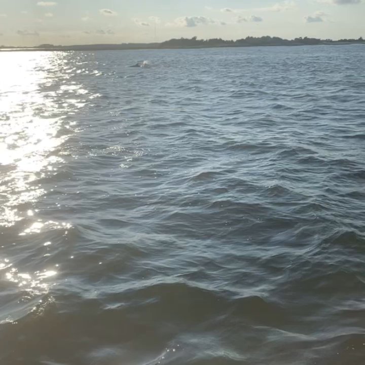 Paradise Cruises - Pretty awesome! 8/10/21 - Boat Tours Near Me - Wanchese, North Carolina