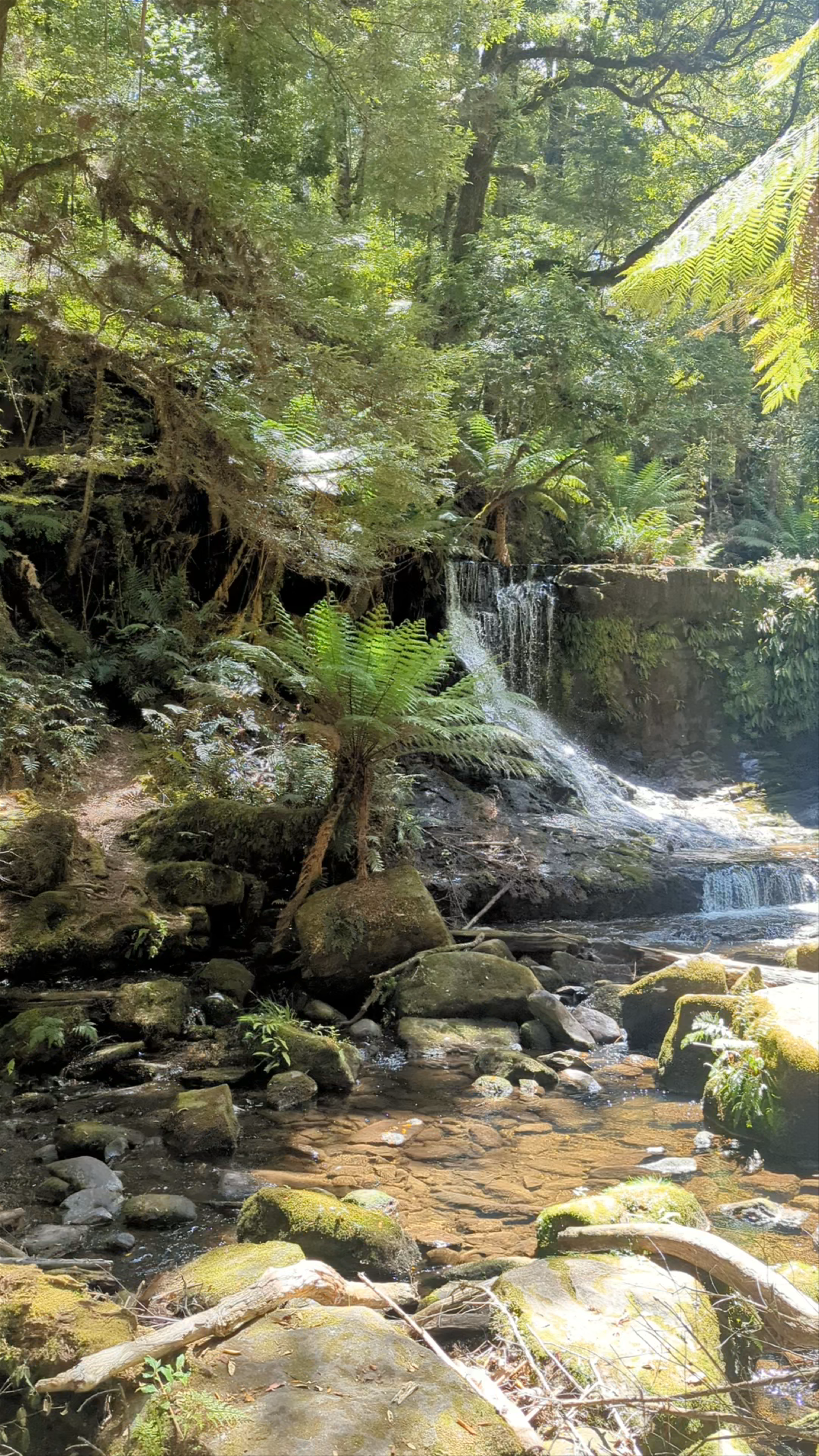 Enchanting Horseshoe Falls in Mount Field National Park, Tasmania