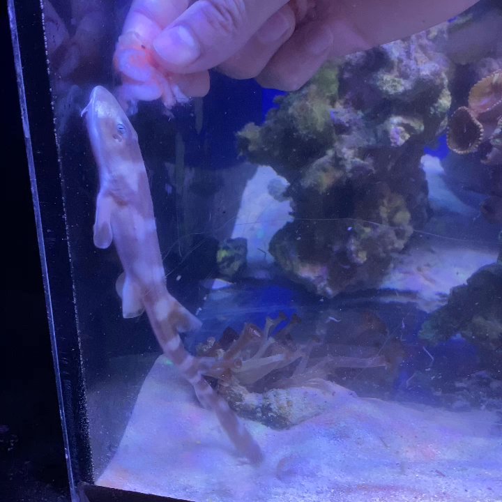 Cheezy Corals - Dinner time for baby shark! - Aquarium Services Near Me - New Albany, Indiana