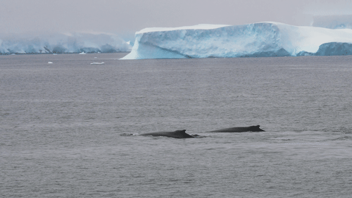 Humpback whales in Antarctica animated gif