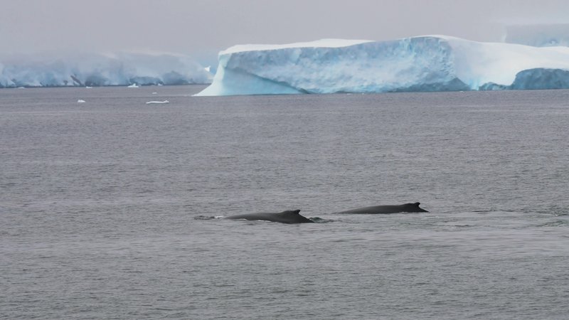 Humpback whales in Antarctica poster