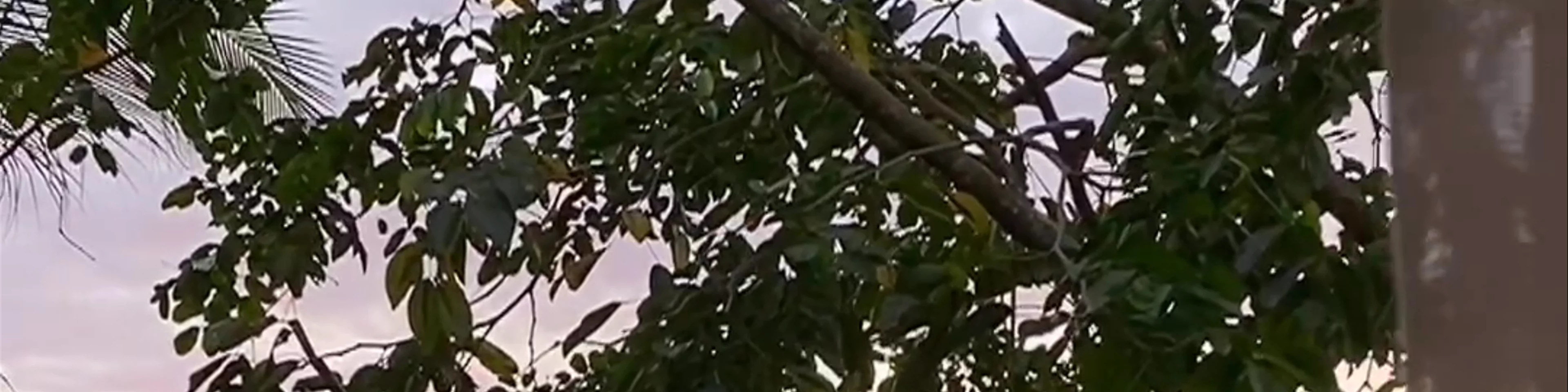 Frangipani El Nido