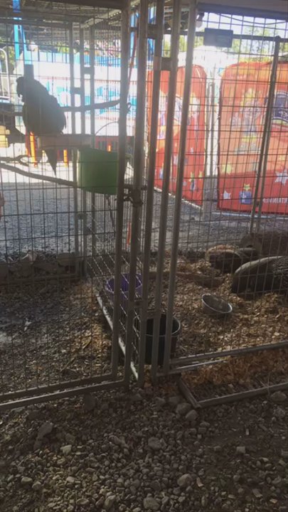 Oldham County Fairgrounds - All American Petting Zoo - Festivals Near Me - La Grange, Kentucky