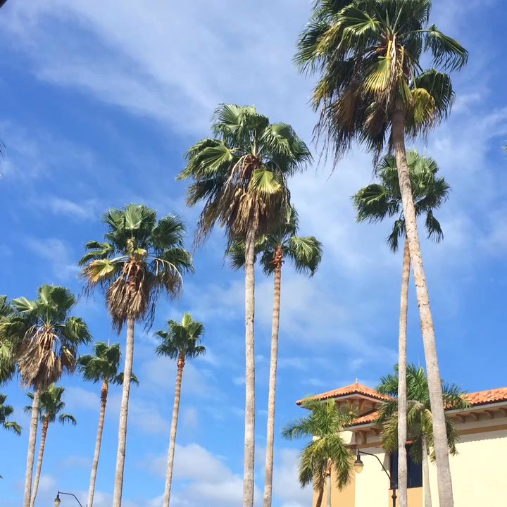 San Marco - What is better than Venice in October? Having lunch at San Marco! - Italian Near Me - Venice, Florida