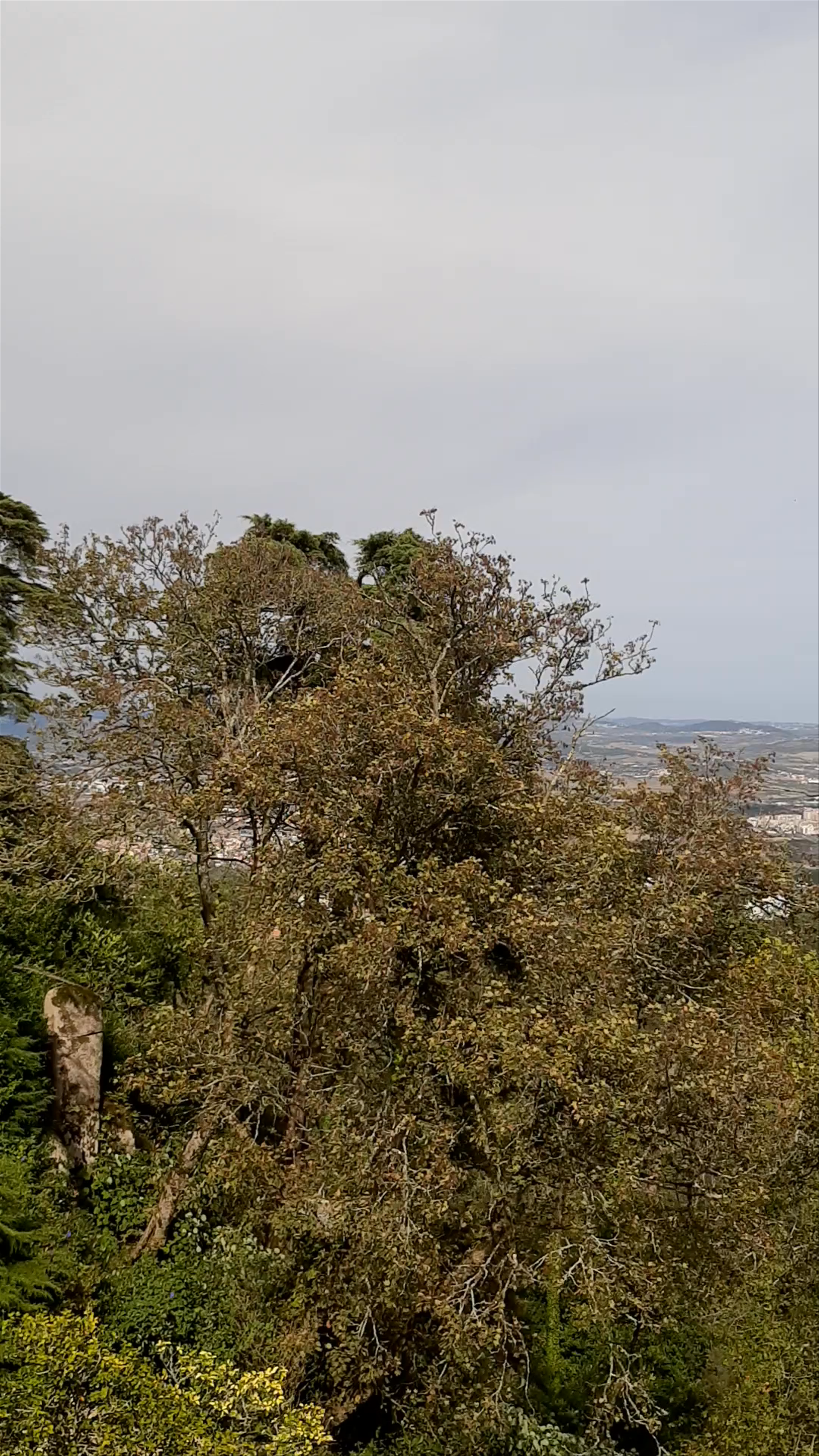 Park and National Palace of Pena