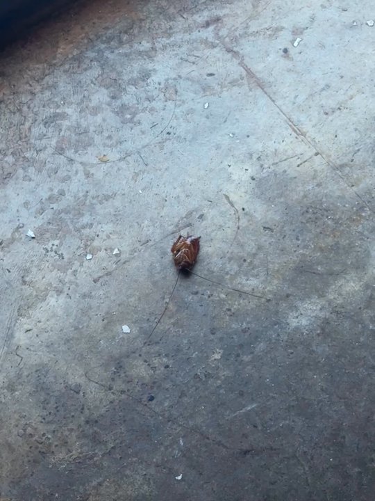 Pho Viet - COCKROACH - Vietnamese Near Me - Wichita Falls, Texas