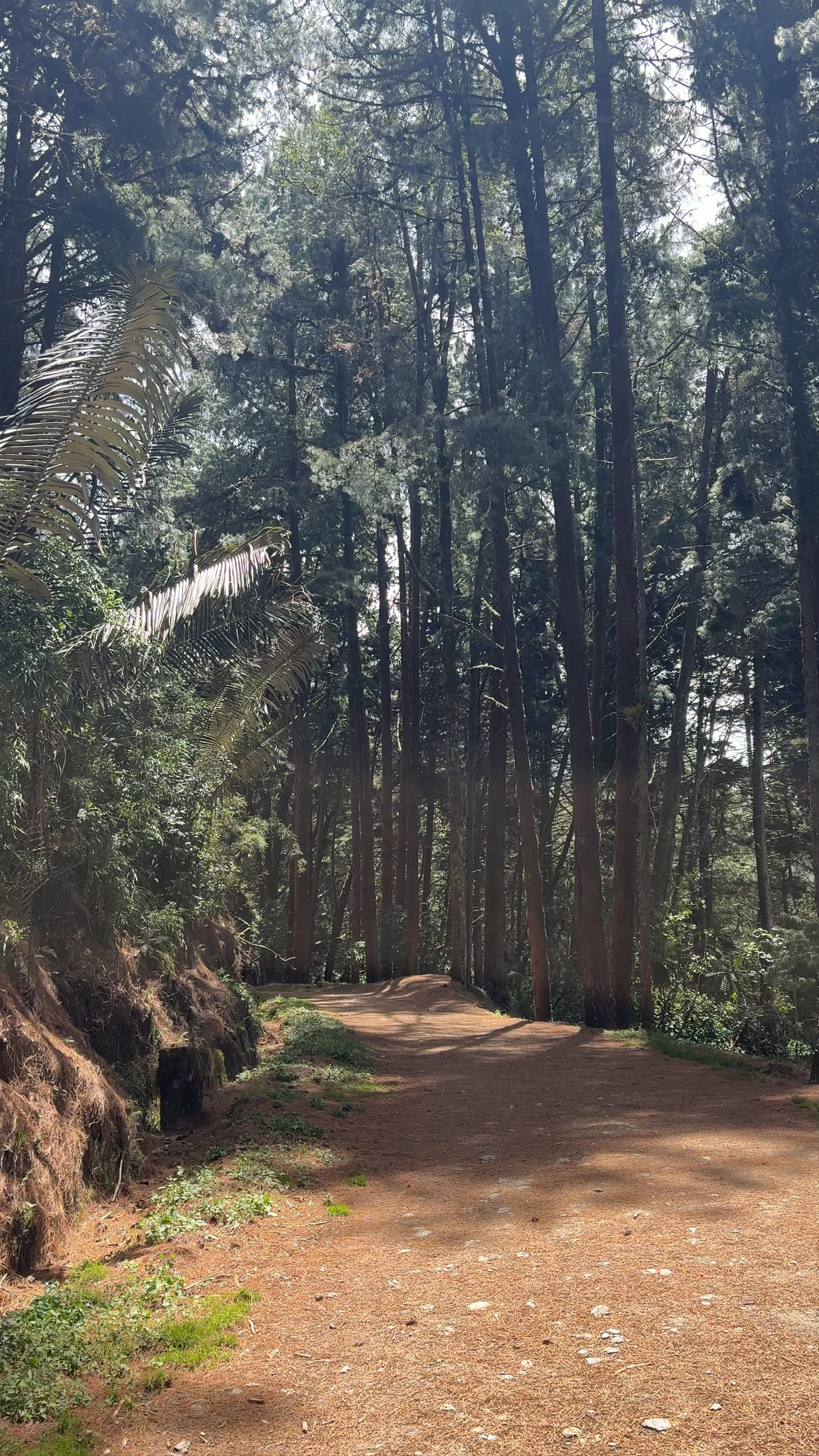 Acaime Nature Reserve: A Serene Forest Escape in Salento, Colombia