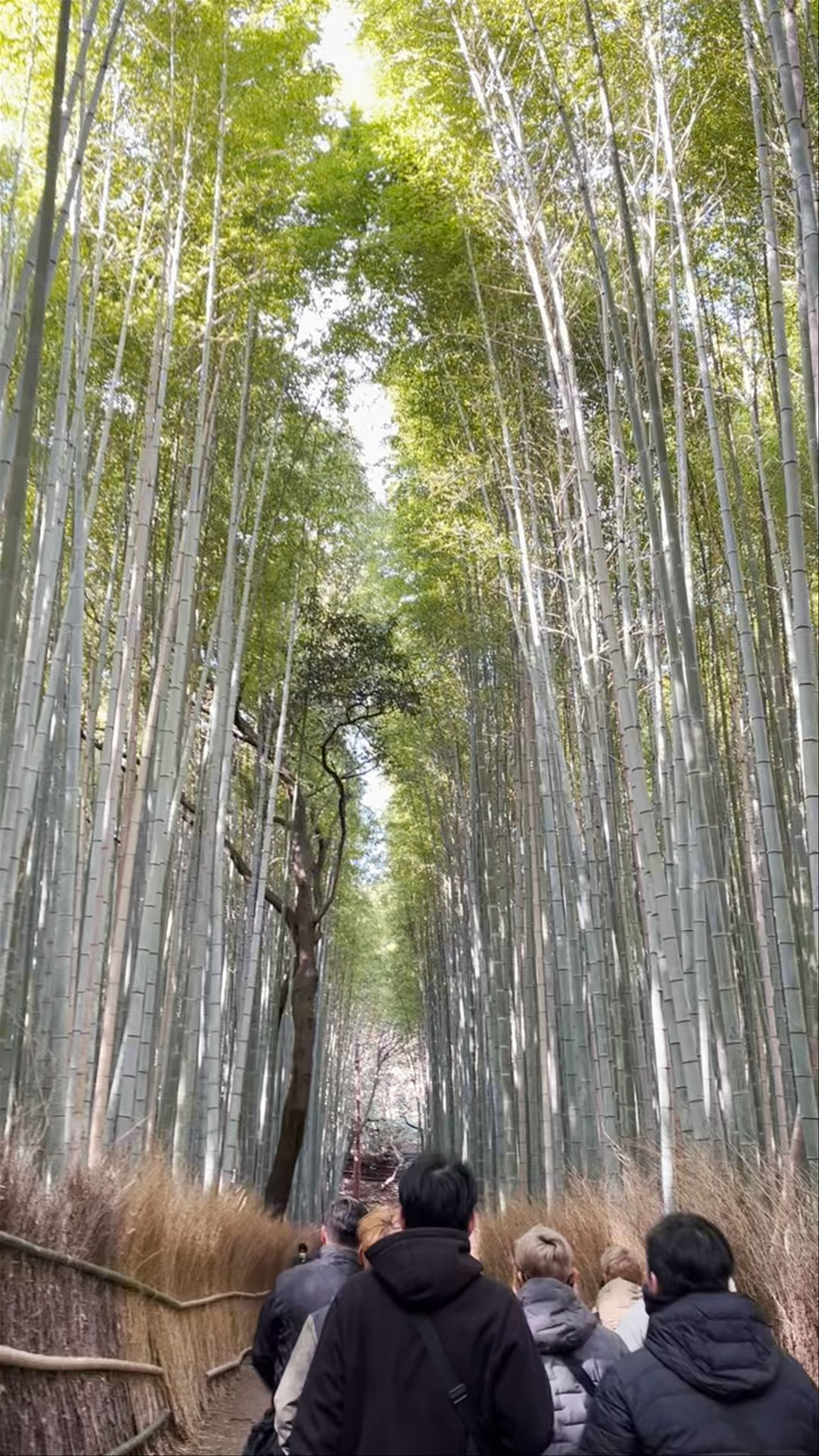 Arashiyama Bamboo Forest