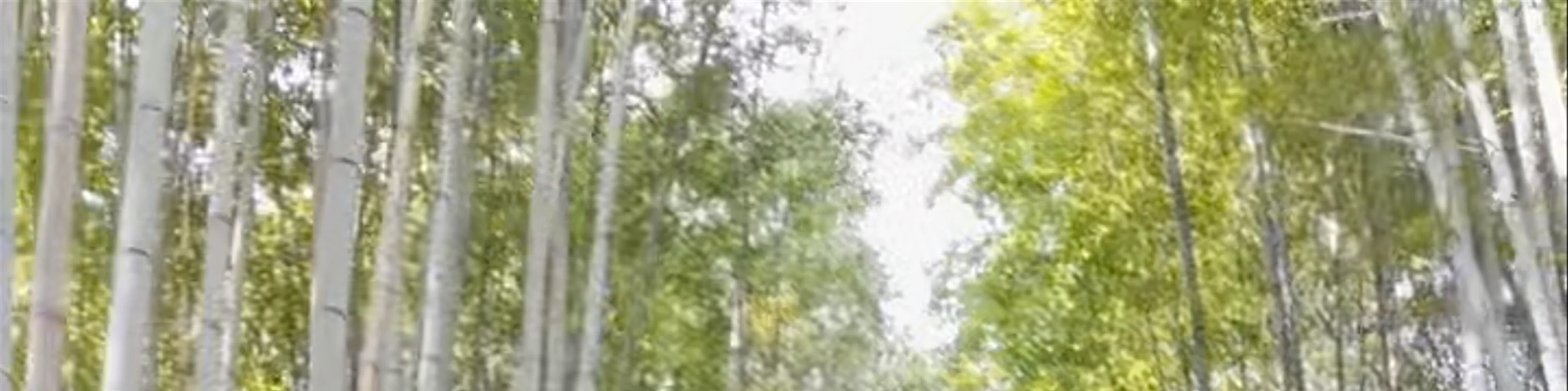 Arashiyama Bamboo Forest