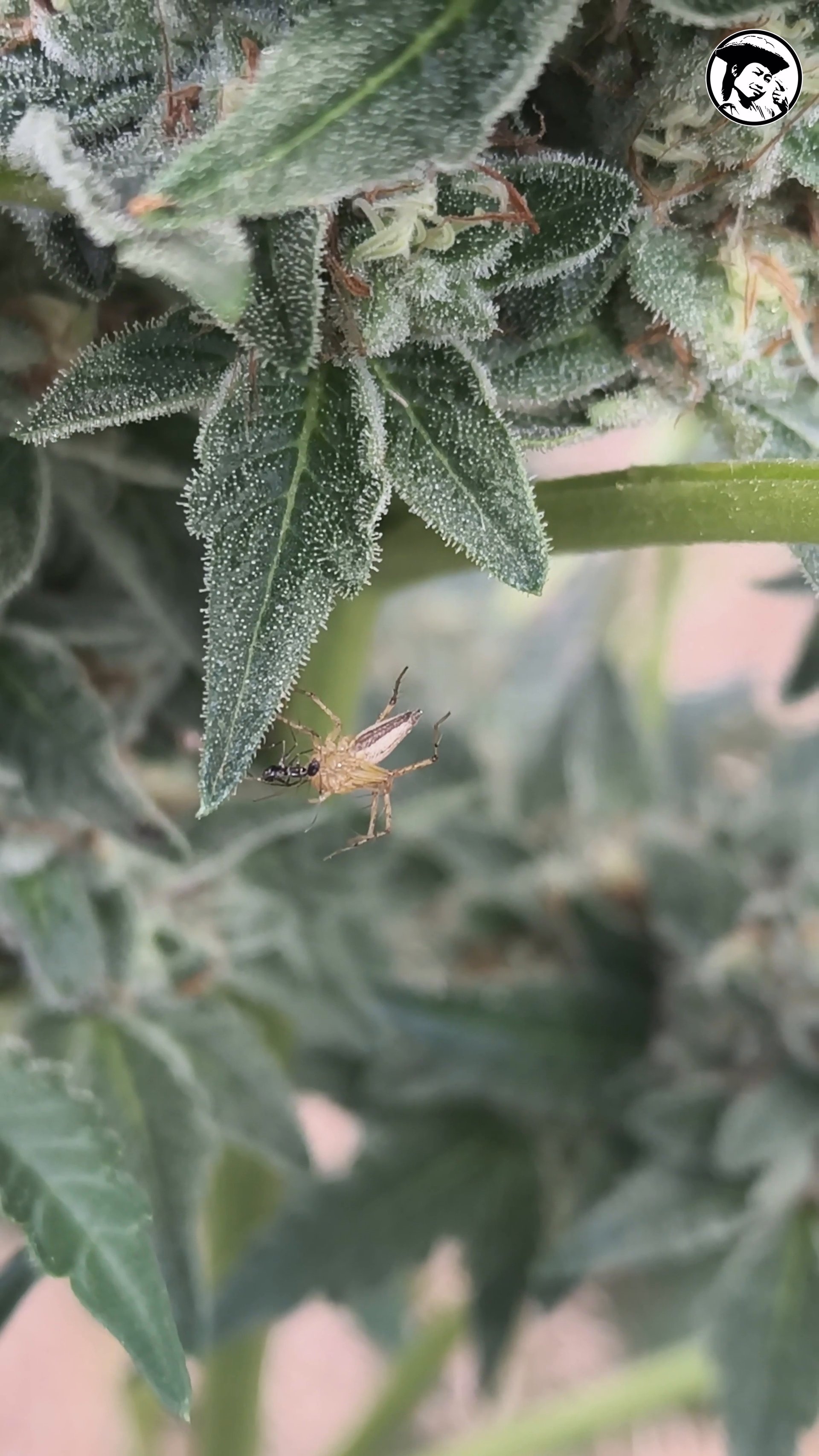 Striped lynx spider on Kush Cake x La Bomba