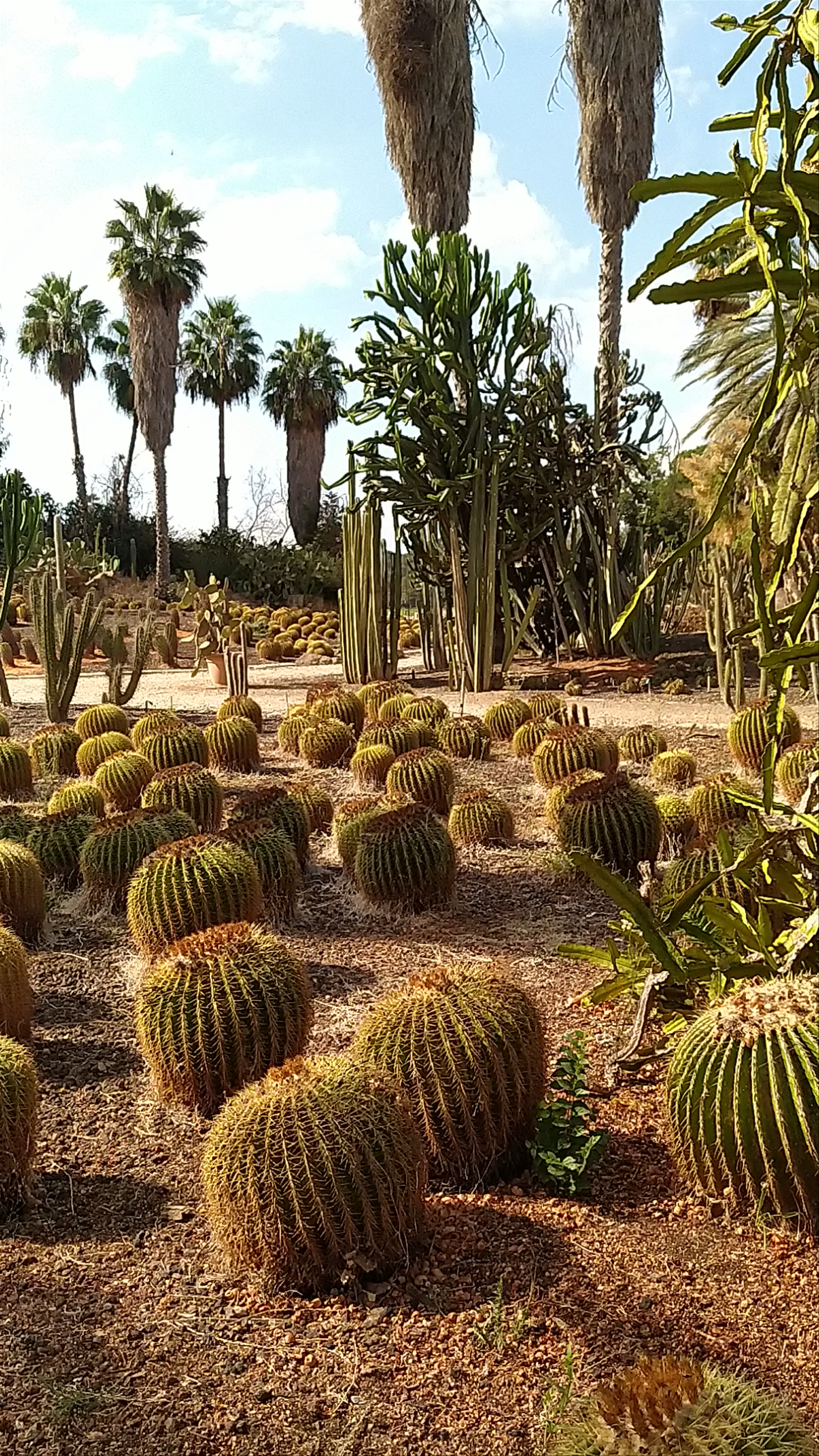 Cactus Garden, HaYarkon Park, Tel Aviv