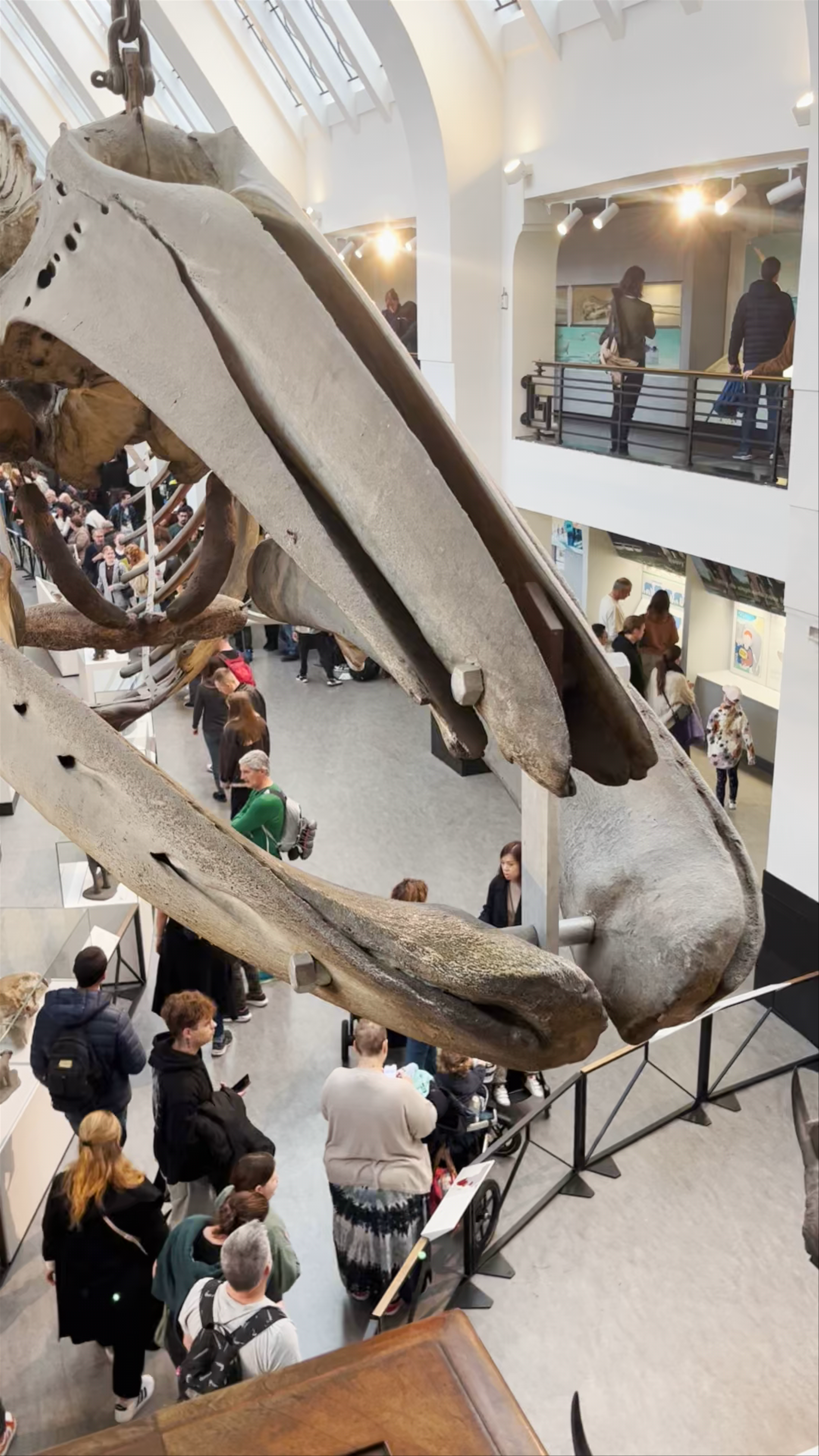 Natural History Museum London - Awe-Inspiring Whale Skeleton Exhibit