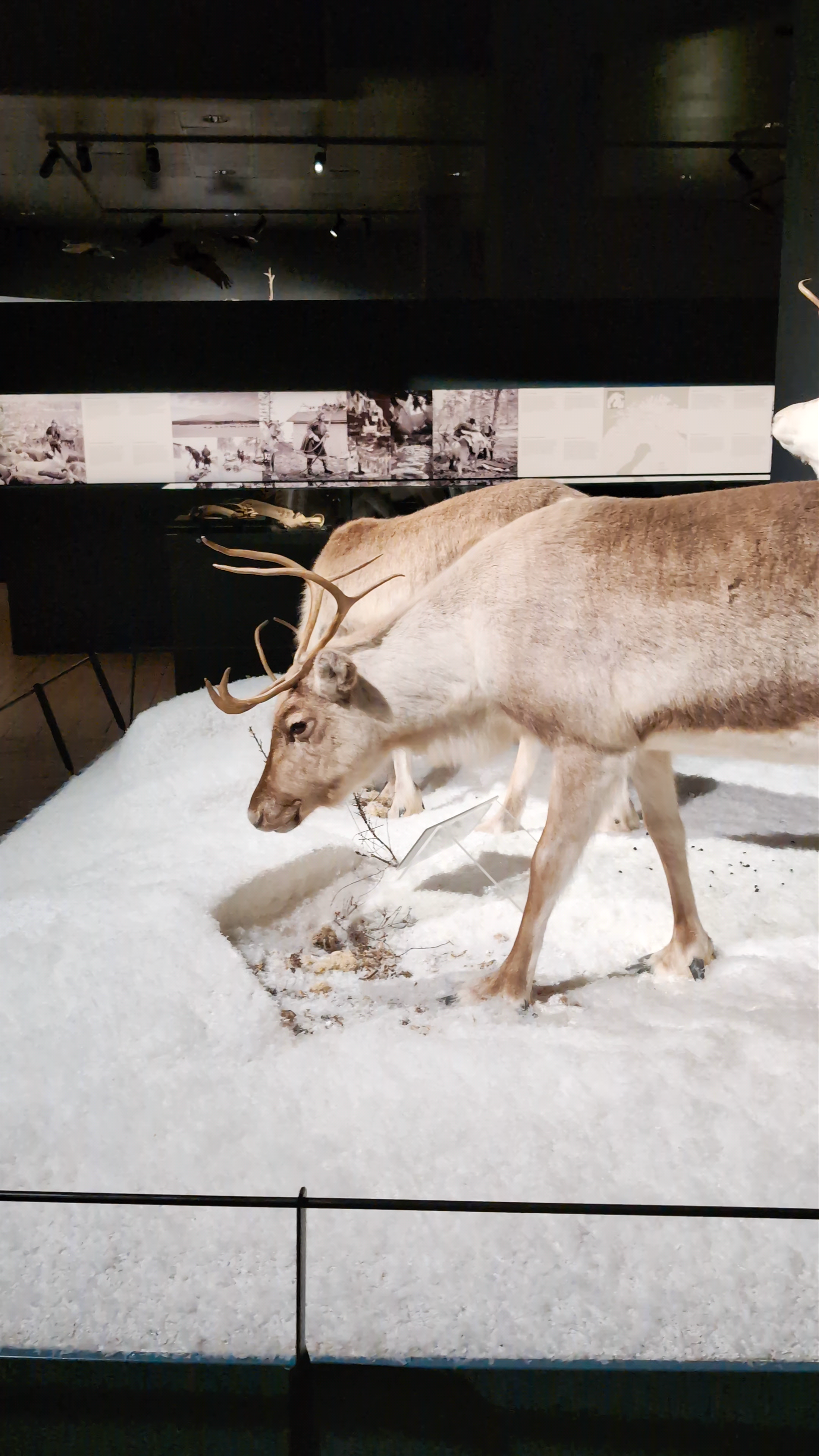 Arktikum