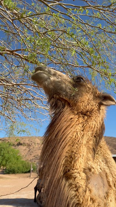 Camel Safari - Look how happy Jafar , is just along the 165 acre ranch - Zoos Near Me - Bunkerville, Nevada