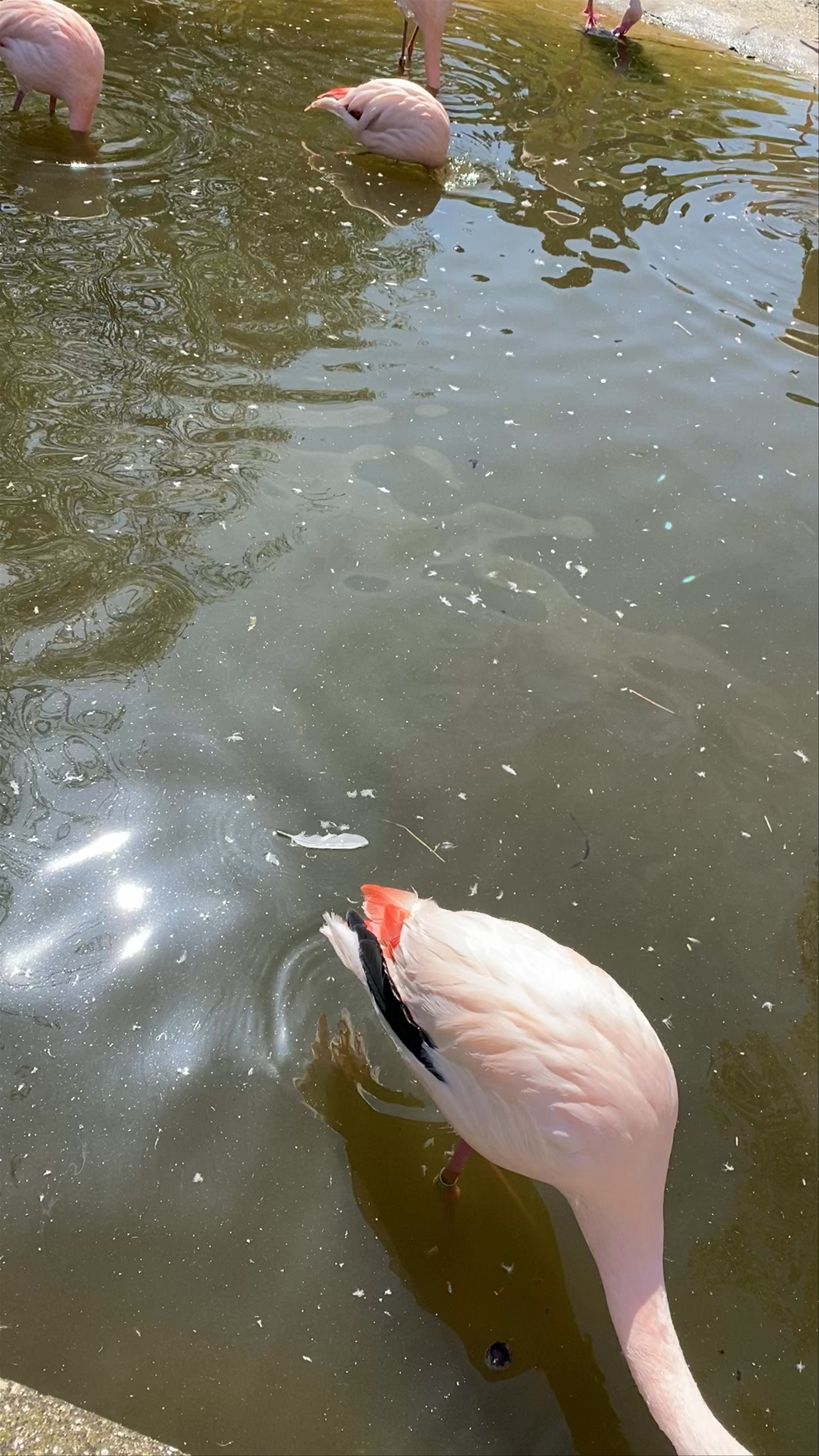 Serene Flamingo Encounter at Schönbrunn Zoo, Vienna