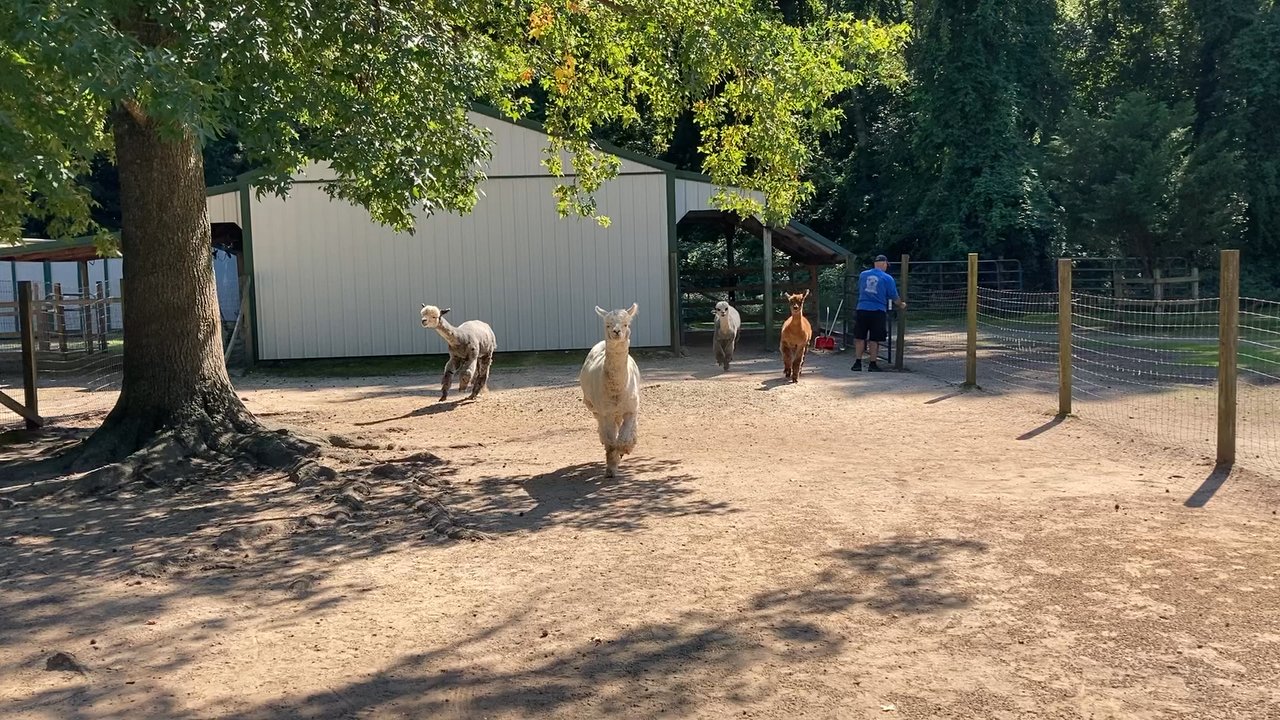 Jersey Shore Alpacas - Jersey Shore Alpacas - Zoos Near Me - Cape May, New Jersey