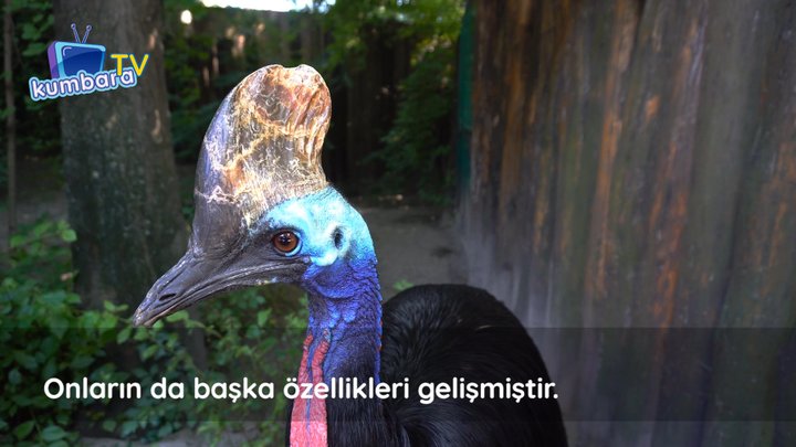 thumbnail Bazı Kuşlar Neden Uçamaz?