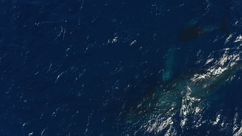 Humpback Whales by Drone animated gif