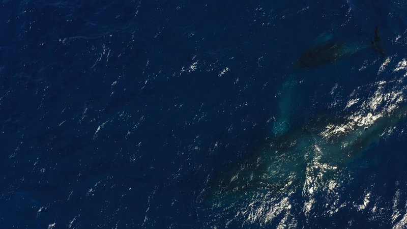 Humpback Whales by Drone poster