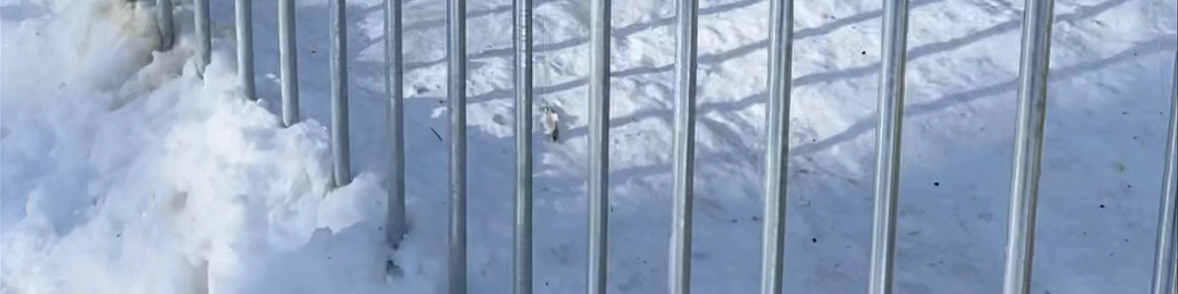 Santa's Husky Rides