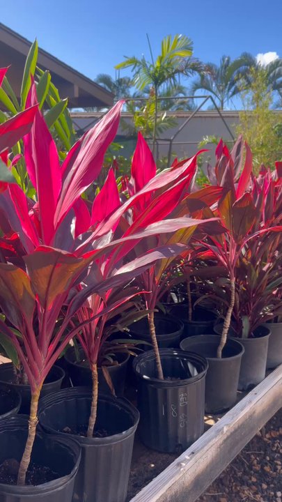 Makakilo Nursery - Nurseries & Gardening Near Me - Kapolei, Hawaii