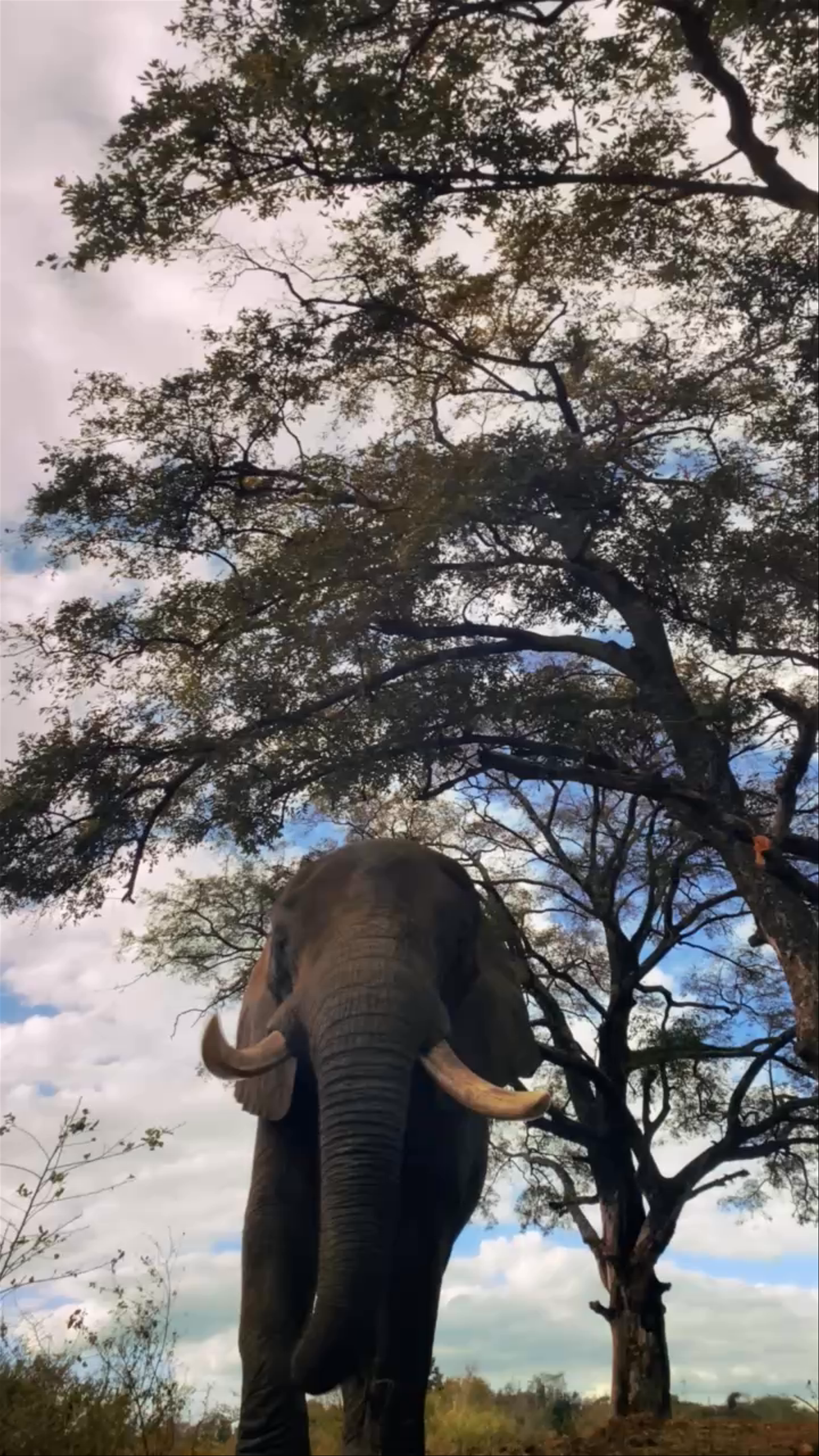 Majestic Elephant Encounter in Nature