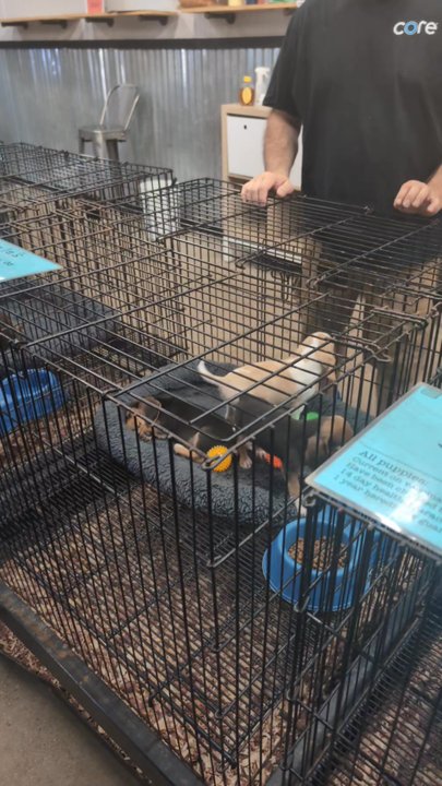 Traders Village - A puppy I almost got - Flea Markets Near Me - Grand Prairie, Texas