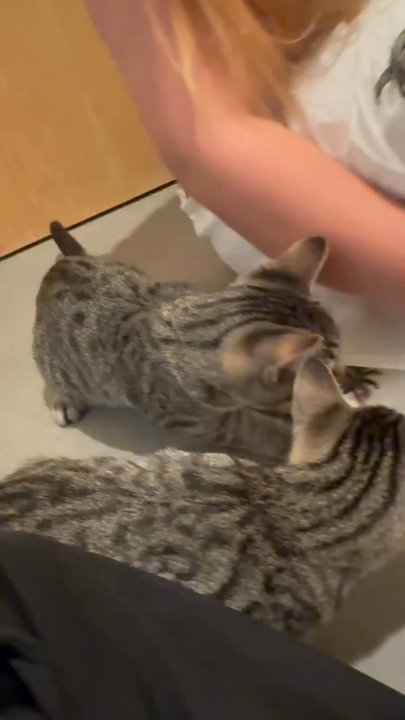 Cat Town - I was petting the kittens with my significant other - Animal Shelters Near Me - Oakland, California