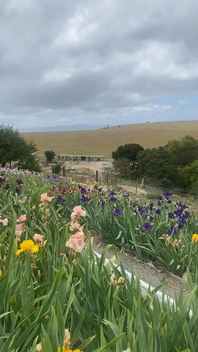 Nola's Iris Garden - Nurseries & Gardening Near Me - San Jose, California