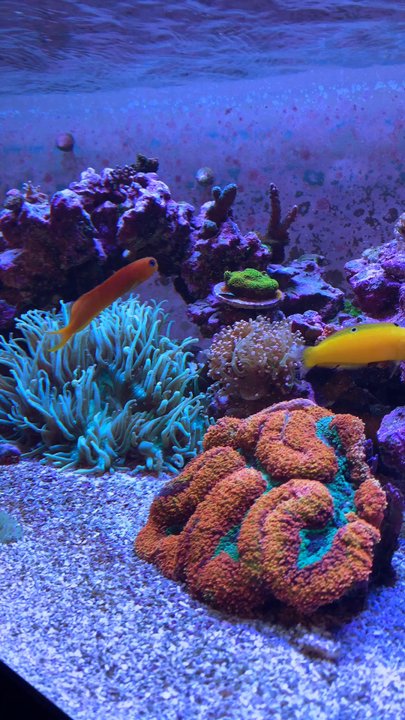 Whitlyn Aquatics - Aquarium Services Near Me - Evansville, Indiana