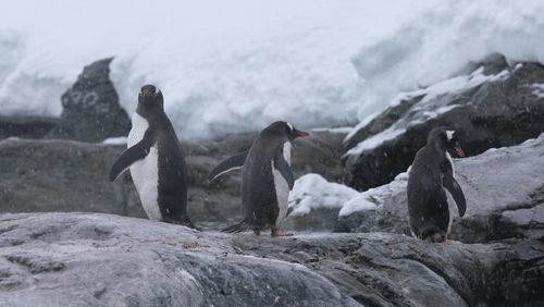 Gentoo Penguins animated gif
